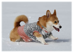 嬉しくなってきました。くーも雪大好きでした。?